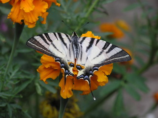 Butterfly on an orange flower