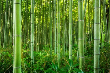 Foto op Plexiglas Bamboebos van Arashiyama bij Kyoto, Japan © Patryk Kosmider