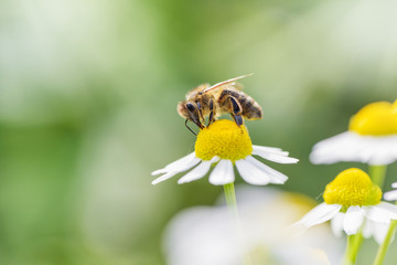 Bee picking pollen chamomile flower. Beauty green natural background.