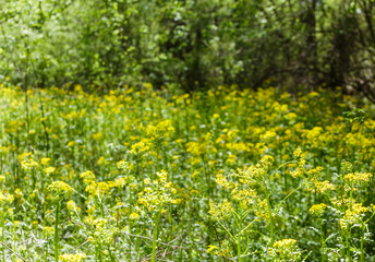 Field of Yellow Wildflowers