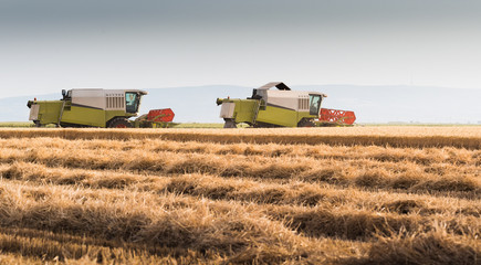 Harvesting of wheat fields in summer