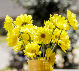Yellow Daisies in Sunshine