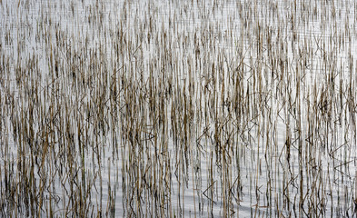 Reed in Water - Structure - Graphic