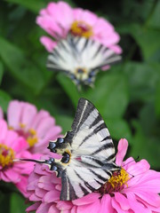 Butterflies on the flowers of pink cynicism on a summer day