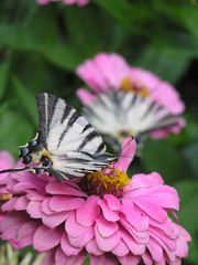 Butterflies on the flowers of pink cynicism on a summer day