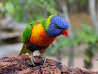 loriquet arc en ciel en australie