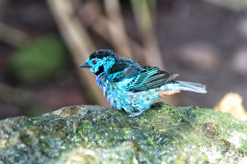 Bird with blue feathers sitting on stone