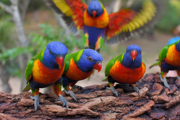 loriquet arc en ciel en australie