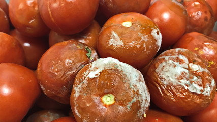 Tomatoes covered with mold