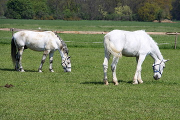 Naklejka na ściany i meble Two white horses on the pasture