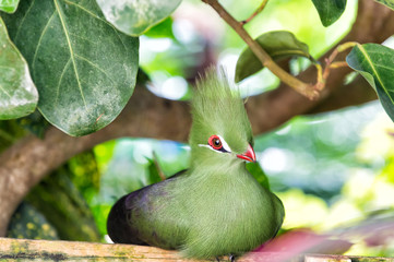 Cute bird with red beak, greeny tuft and feathers