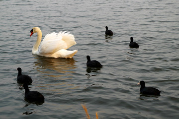 white swan and black ducks in the lake in japan