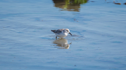     Calidris alba, Sanderling, bird who pecks on the beach 