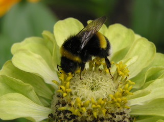 Bumblebee in a yellow cinnamon flower