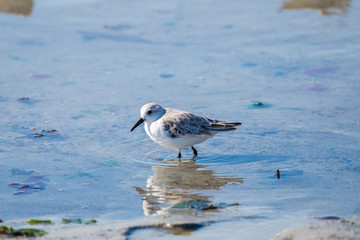     Calidris alba, Sanderling, bird who pecks on the beach 