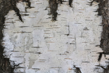 Birch bark with beautiful texture for black and white background