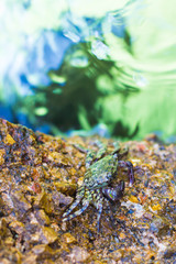 Crabs on a rock. Crabs have a sunbath on a rock near the sea.