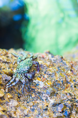 Crabs on a rock. Crabs have a sunbath on a rock near the sea.