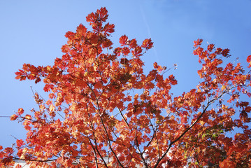 Ahornbaum im Herbst gegen Himmel