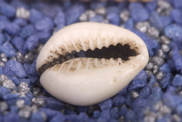 Muschel vor blauem Granulat