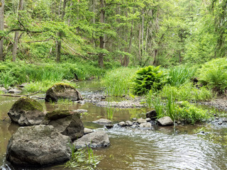 Naklejka na ściany i meble Creek surrounded by old forest