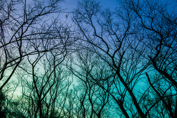 Leafless trees with blue sky background