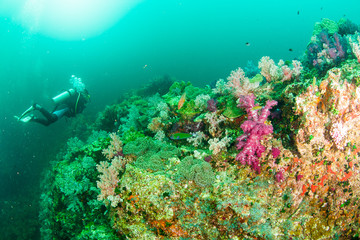 Wonderful and beautiful underwater world with corals, fish and sunlight