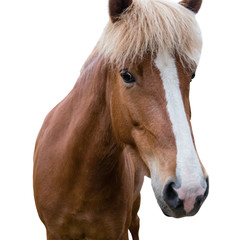 Sorrel horse with a mark on the muzzle. Close up. Isolated