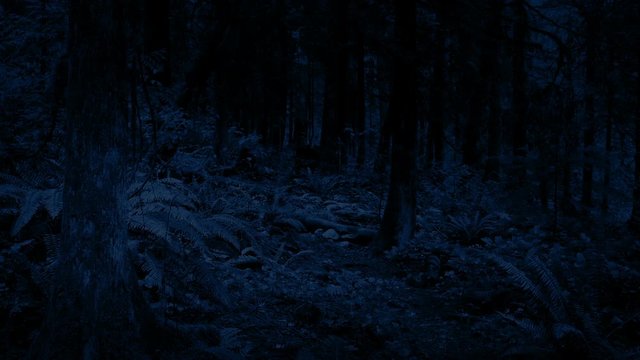 Passing Through The Woods At Night