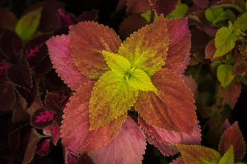 plant in nature background.