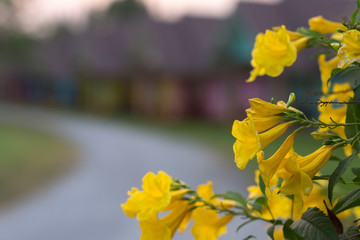Yellow flowers and blurred background and copy space for design.