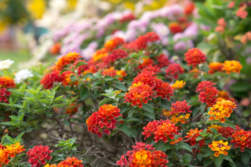 Flowers pattern in public park.