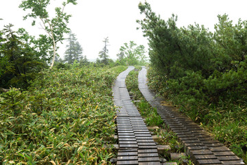 Fototapeta premium wooden path way in japan national park.