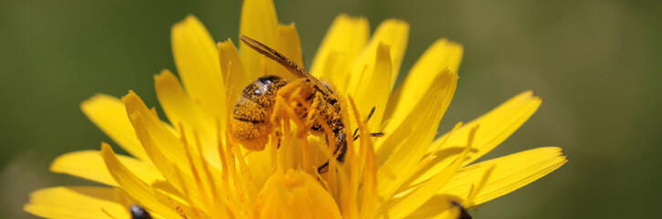 bee covered with pollen
