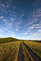 The road through the meadow in the early summer morning.