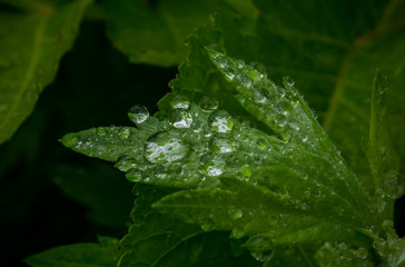 water drop on green leaf  in rainy.