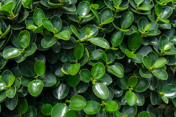 Nature background from leaves pattern in garden.