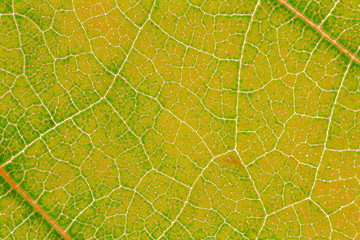 Leaf texture pattern for spring background, environment and ecology concept design. Color effect picture.