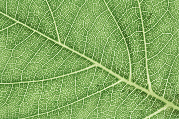 Leaf texture pattern for spring background, environment and ecology concept design. Color effect picture.