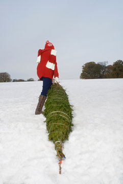 Girl Dragging Christmas Tree In Snow