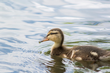 Little duckling in the lake
