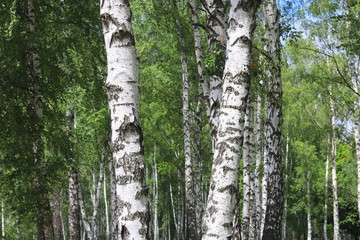 Beautiful landscape with young juicy birches with green leaves and with black and white birch trunks in sunlight in the morning