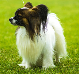 Close-up portrait of a papillon. A small white and red papillon dog. Sweet papillon puppy. Papillon