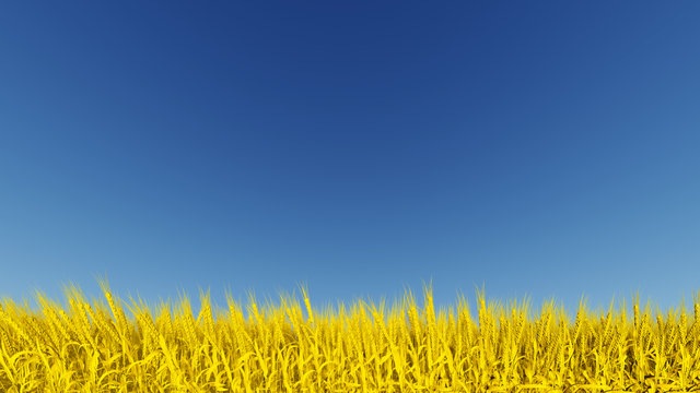 Golden wheat field with clear blue sky 3D render