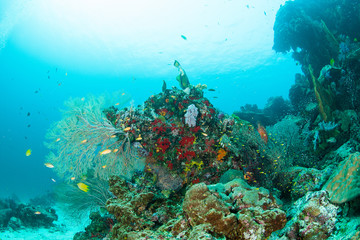 Naklejka na ściany i meble Wonderful and beautiful landscape underwater world with corals, fish and sunlight