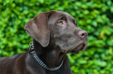 Beautiful brown Labrador Retriever