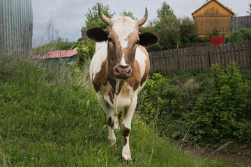 The cow walks in the village on the green grass