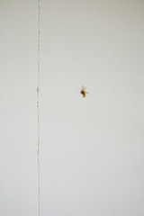 Dead insect on wall