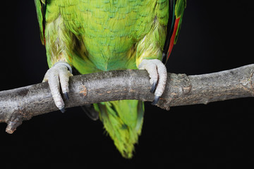 Feet of parrot on branch © Image Source RF