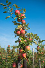 apple orchard before harvesting